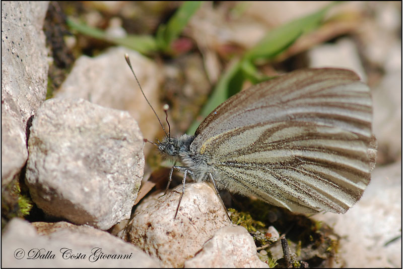 Pieris bryoniae  Piccole Dolomiti